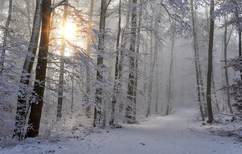 Enchanted Pathway